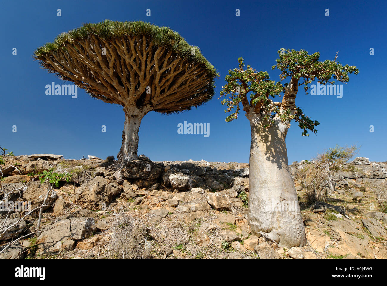 Dragon´s Blood Tree on Socotra island, UNESCO World Heritage Site