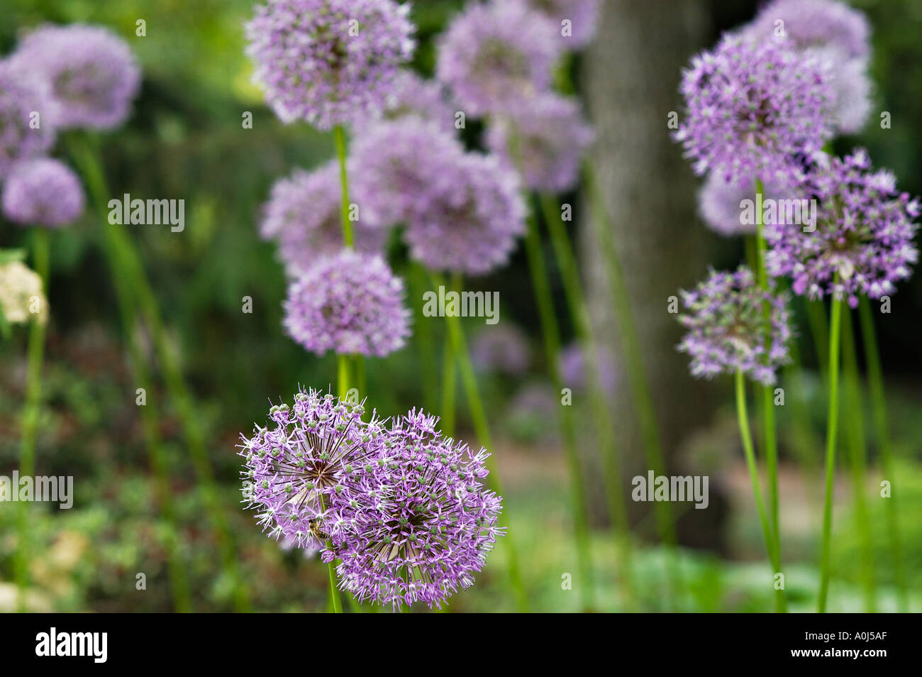 Allium Caeruleum Stock Photo