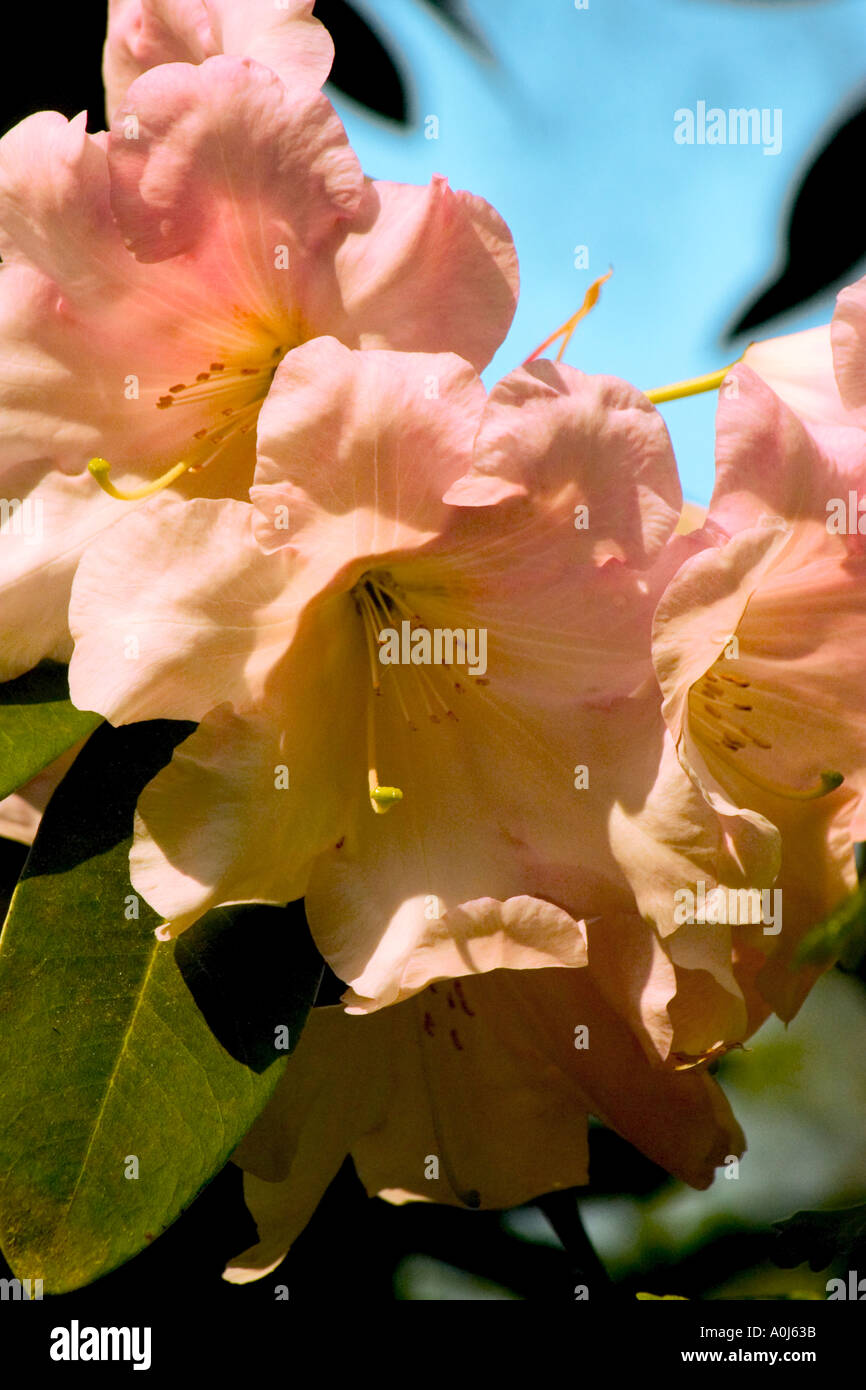 Catalogue flowers hires stock photography and images Alamy