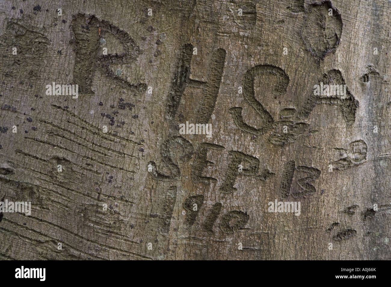 Beech tree with ancient carving from 1910 on the bark Felbrigg Norfolk UK Stock Photo