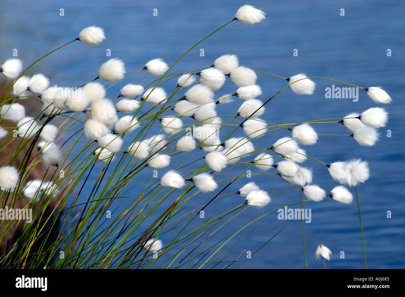 Cotton grass Eriophorum angustifolium Stock Photo Alamy