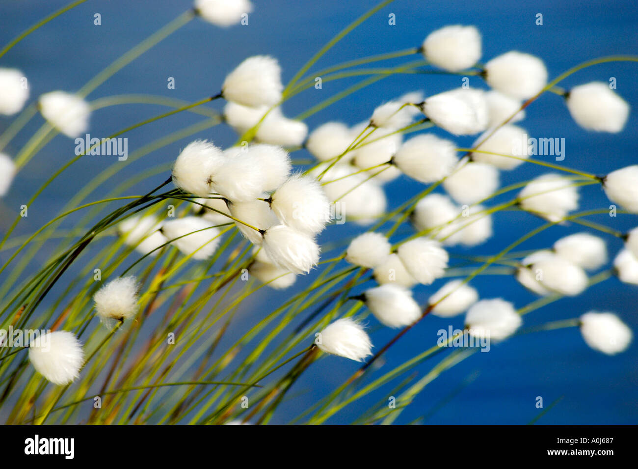 Cotton grass wind hi-res stock photography and images - Alamy