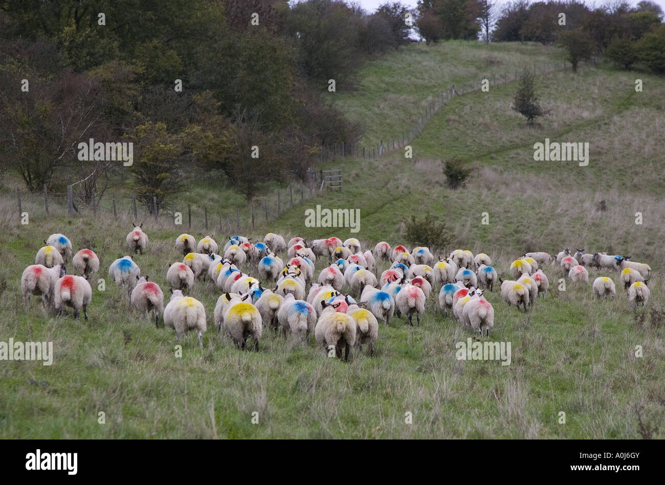 Sheep flock of ewes on Ivinghoe Beacon in the Chilterns at tupping time Stock Photo