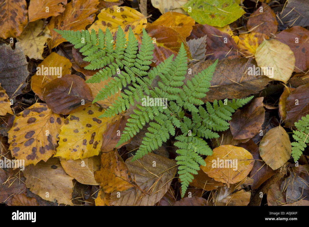 Closeup fern leaves hi-res stock photography and images - Alamy