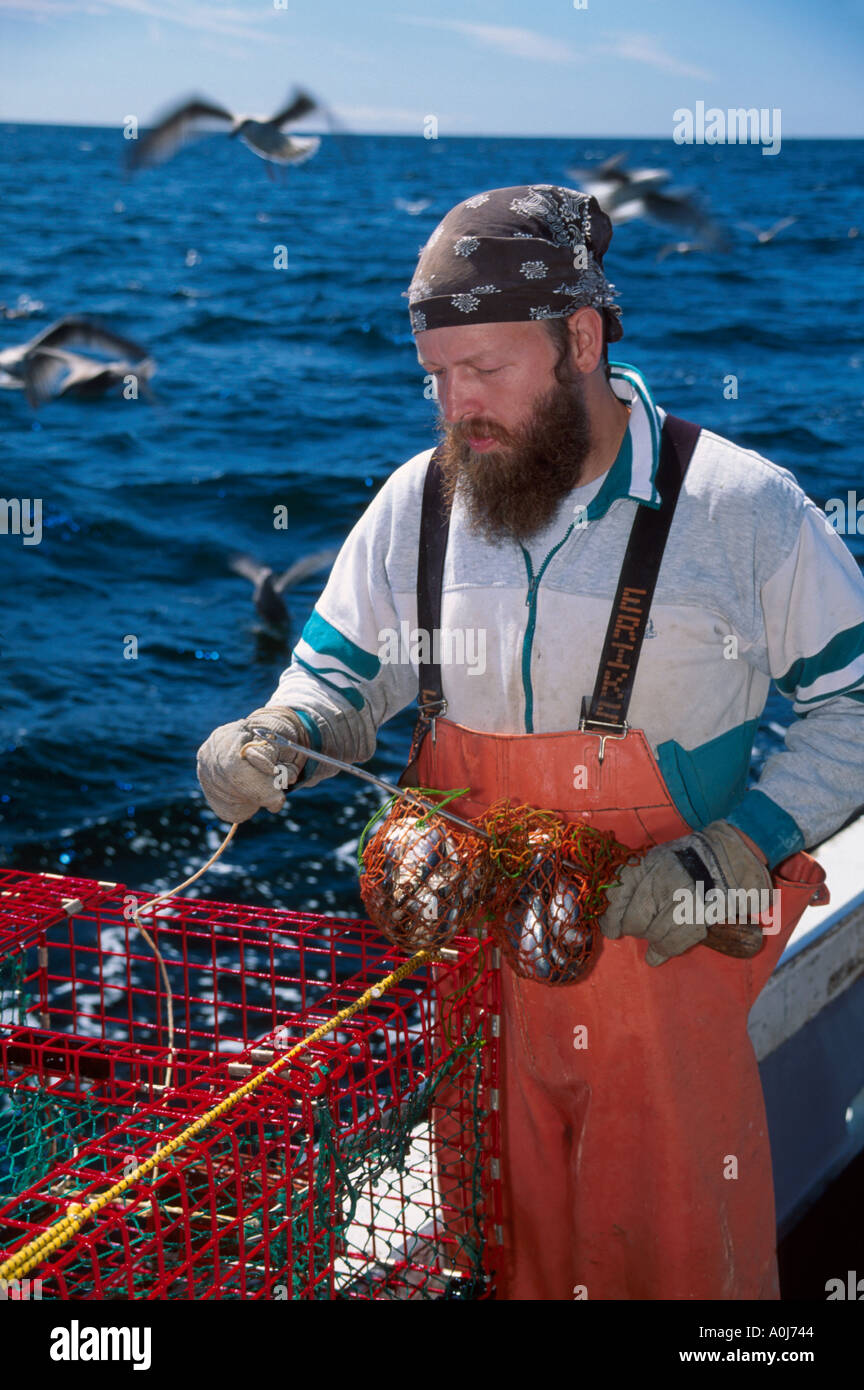 Maine,ME,New England,Down East,Quahog Bay lobsterman baiting traps,ME175 Stock Photo