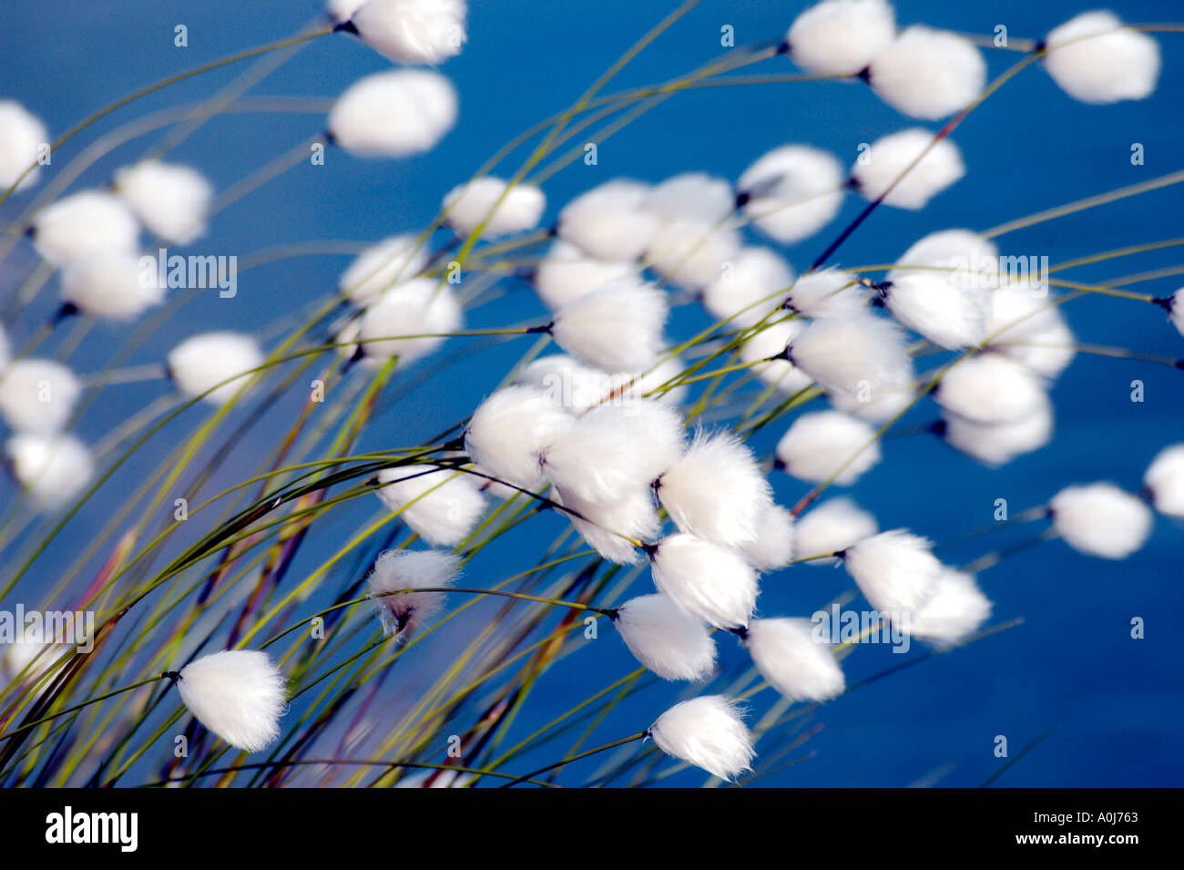 Cotton grass Eriophorum angustifolium Stock Photo Alamy