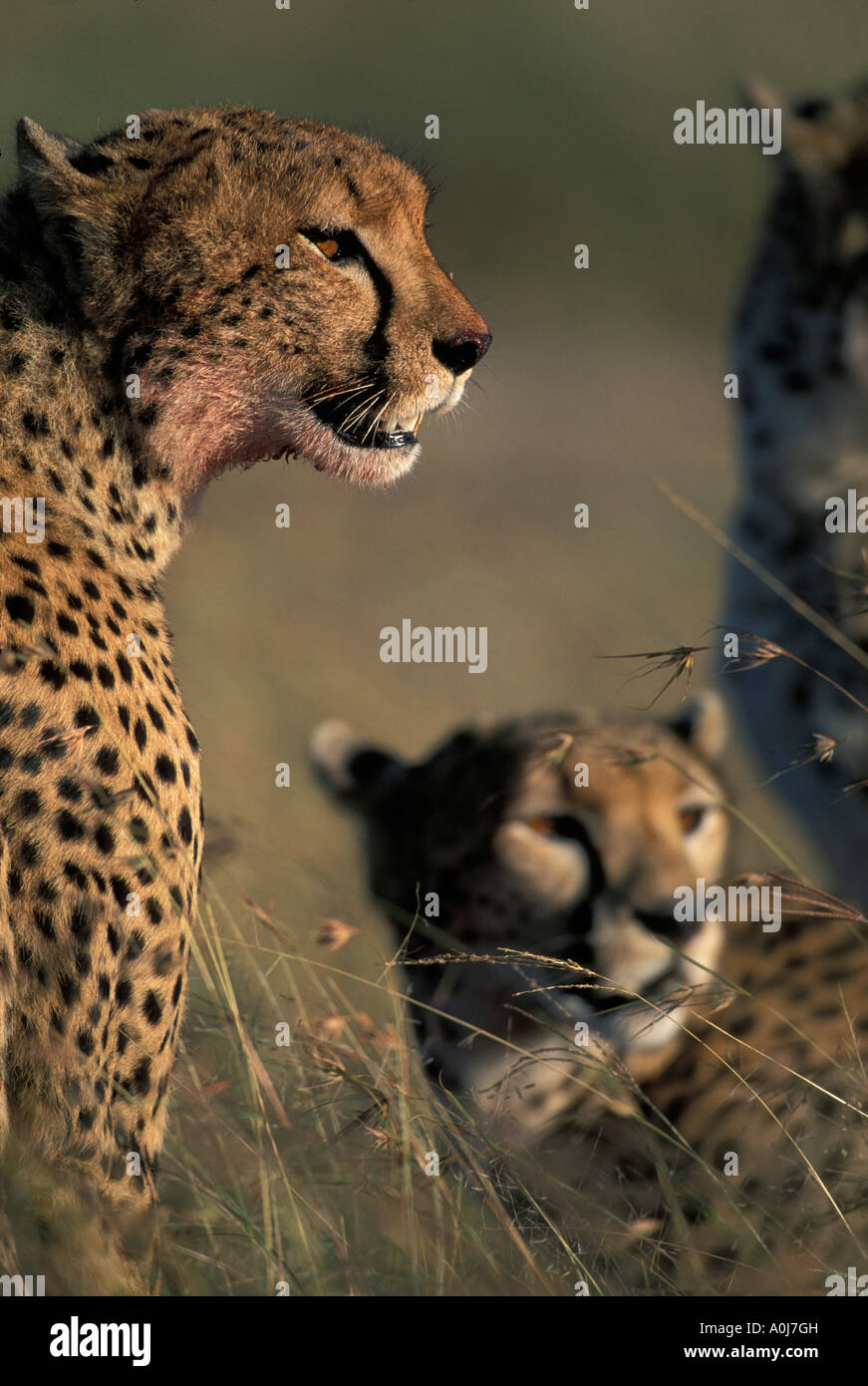 Kenya Masai Mara Game Reserve Cheetah Acinonyx jubatas feeding on ...