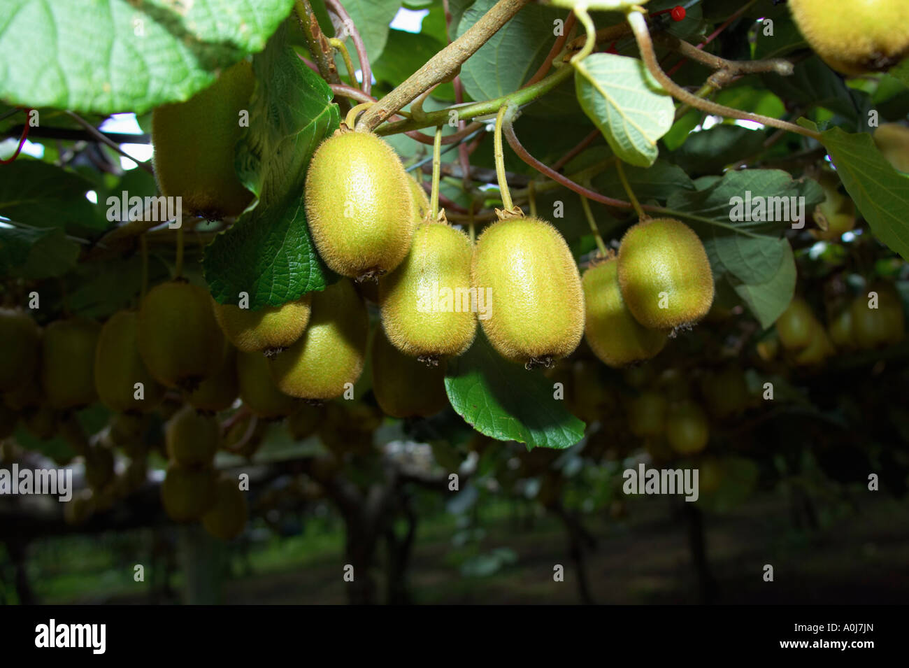 Kiwi Fruit in an Orchard in New Zealand Stock Photo Alamy