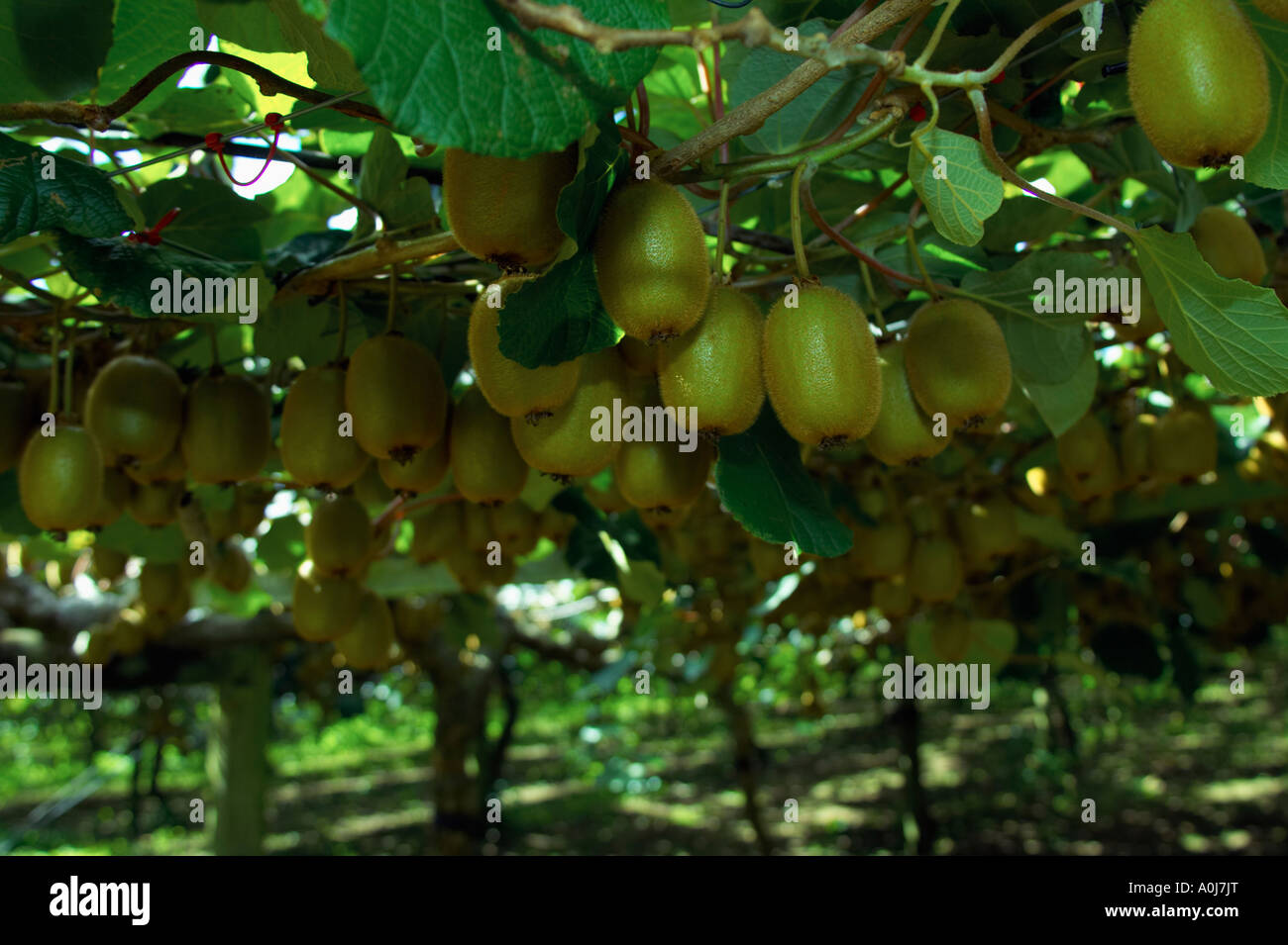 Kiwi Fruit in an Orchard in New Zealand Stock Photo Alamy