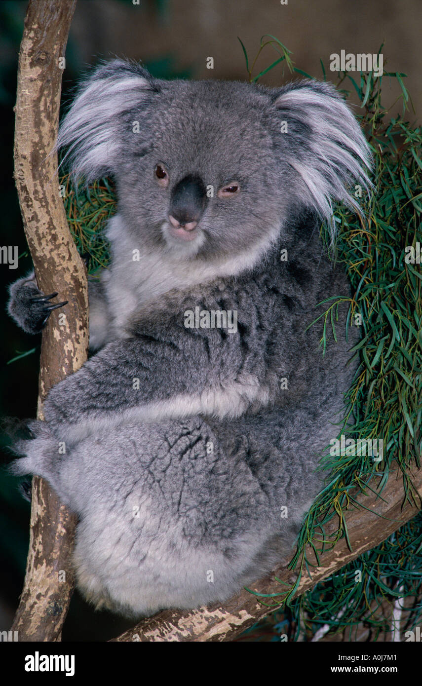 Koala  Rio Grande Zoo  New Mexico  USA Stock Photo