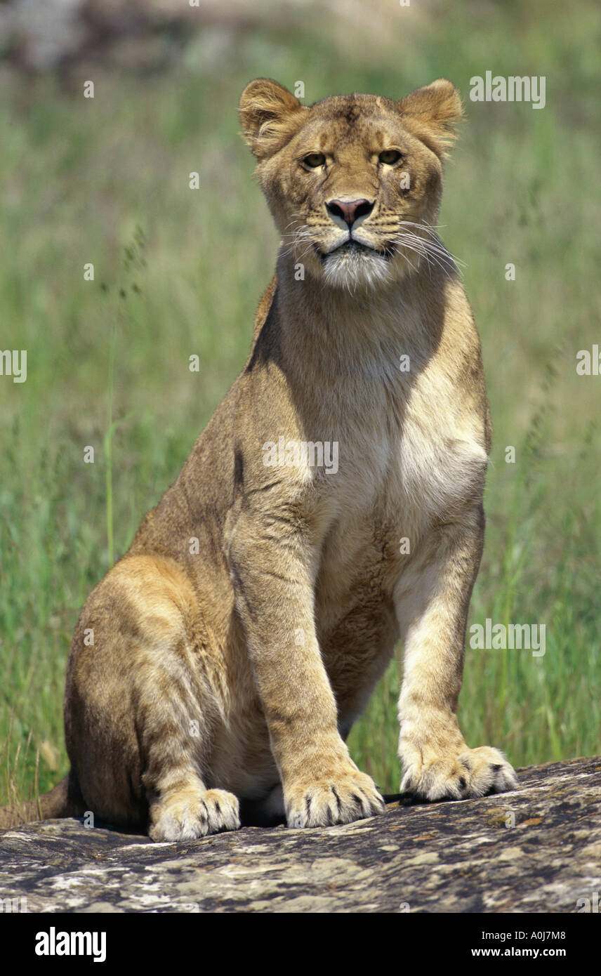 Lion male in shadow hi-res stock photography and images - Alamy