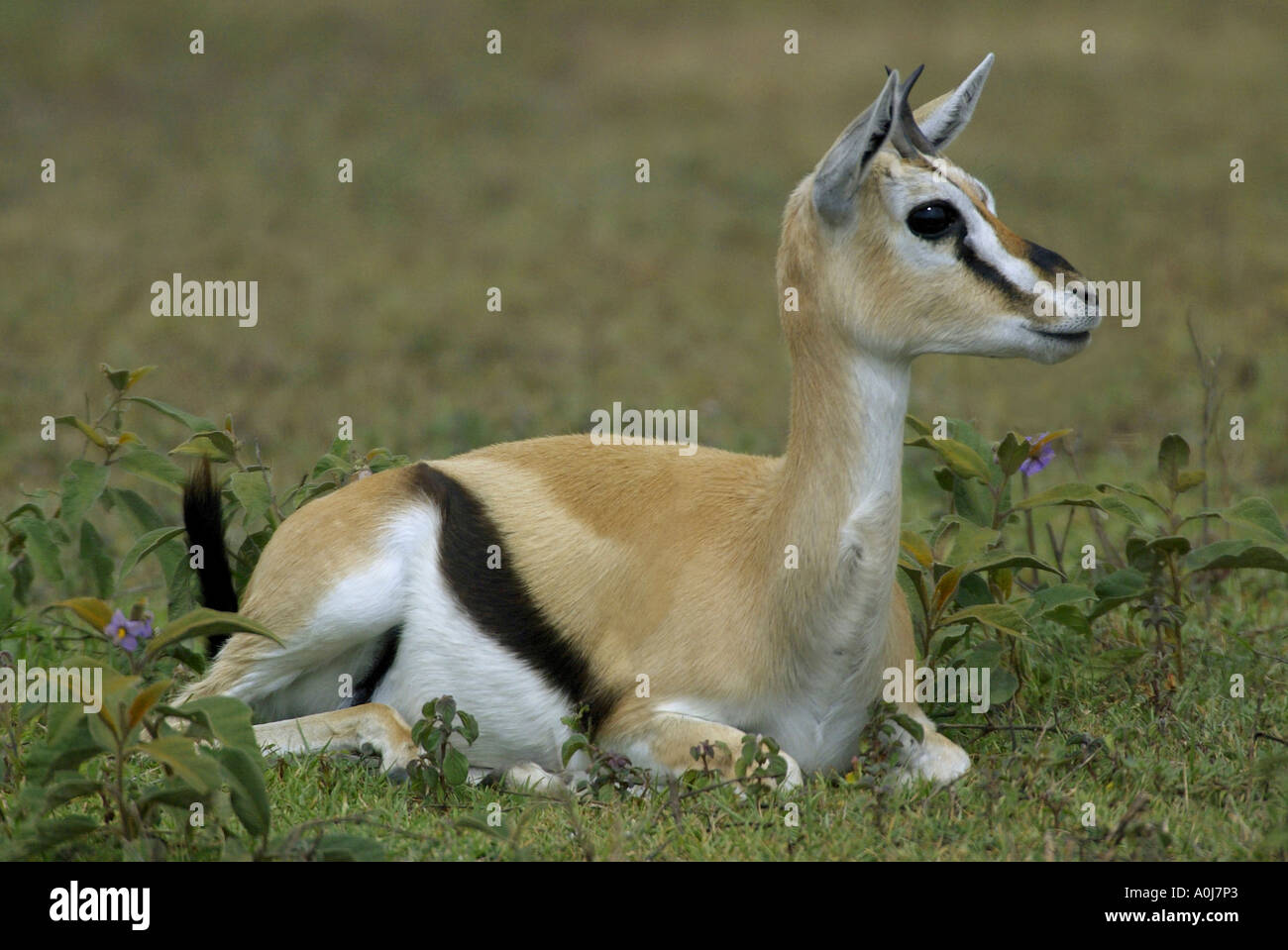 Gazelle lying down hi-res stock photography and images - Alamy