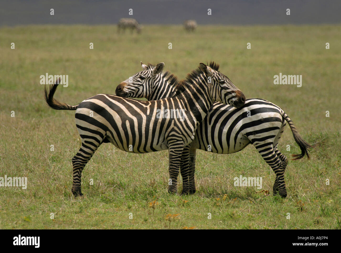 Group zebras in wild hi-res stock photography and images - Alamy