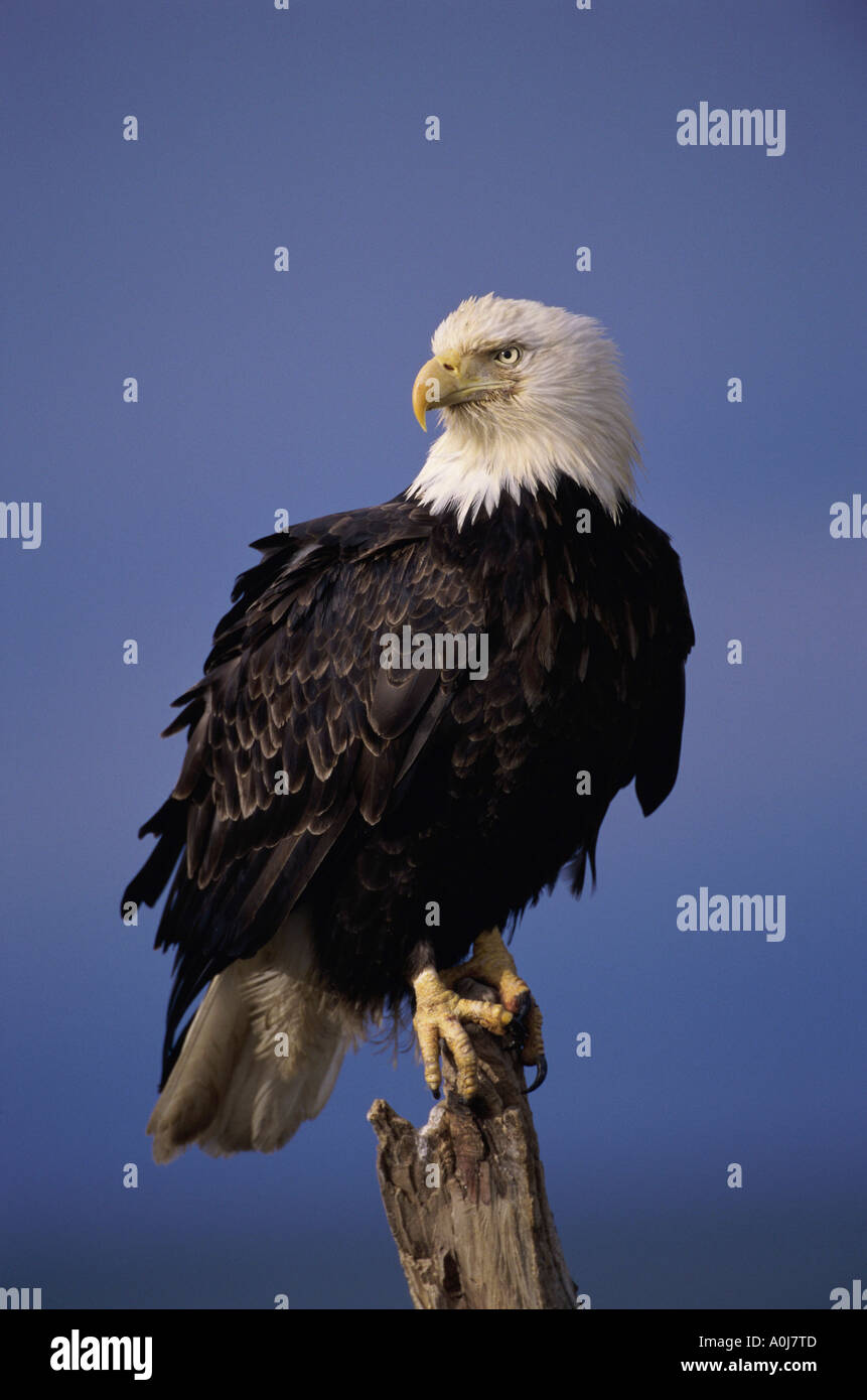 Bald Eagle Alaska USA Stock Photo - Alamy