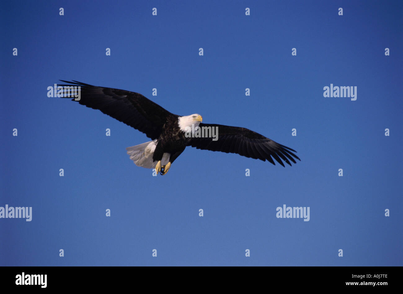 Bald Eagle Alaska USA Stock Photo - Alamy