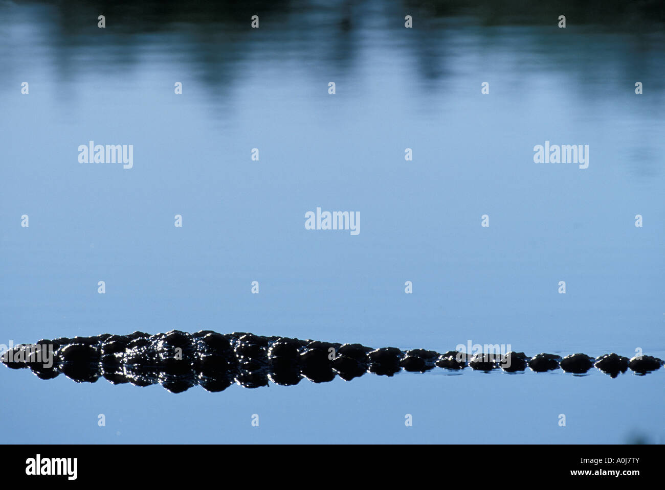 Botswana Moremi Game Reserve Detail of Nile Crocodile Crocodylus niloticus tail floating in Khwai River in morning light Stock Photo
