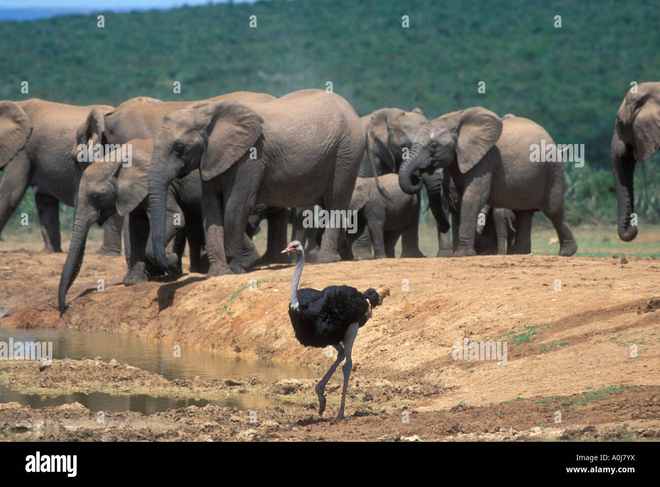 South Africa Addo Elephant National Park Ostrich and elephants ...