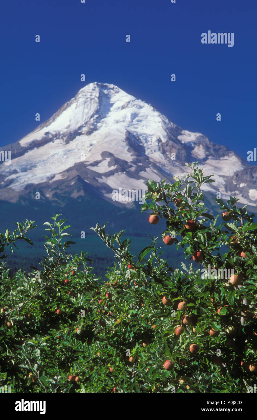 Apples on tree with peak of Mount Hood behind Mt Hood Organic Farms Hood River Valley Oregon USA Stock Photo