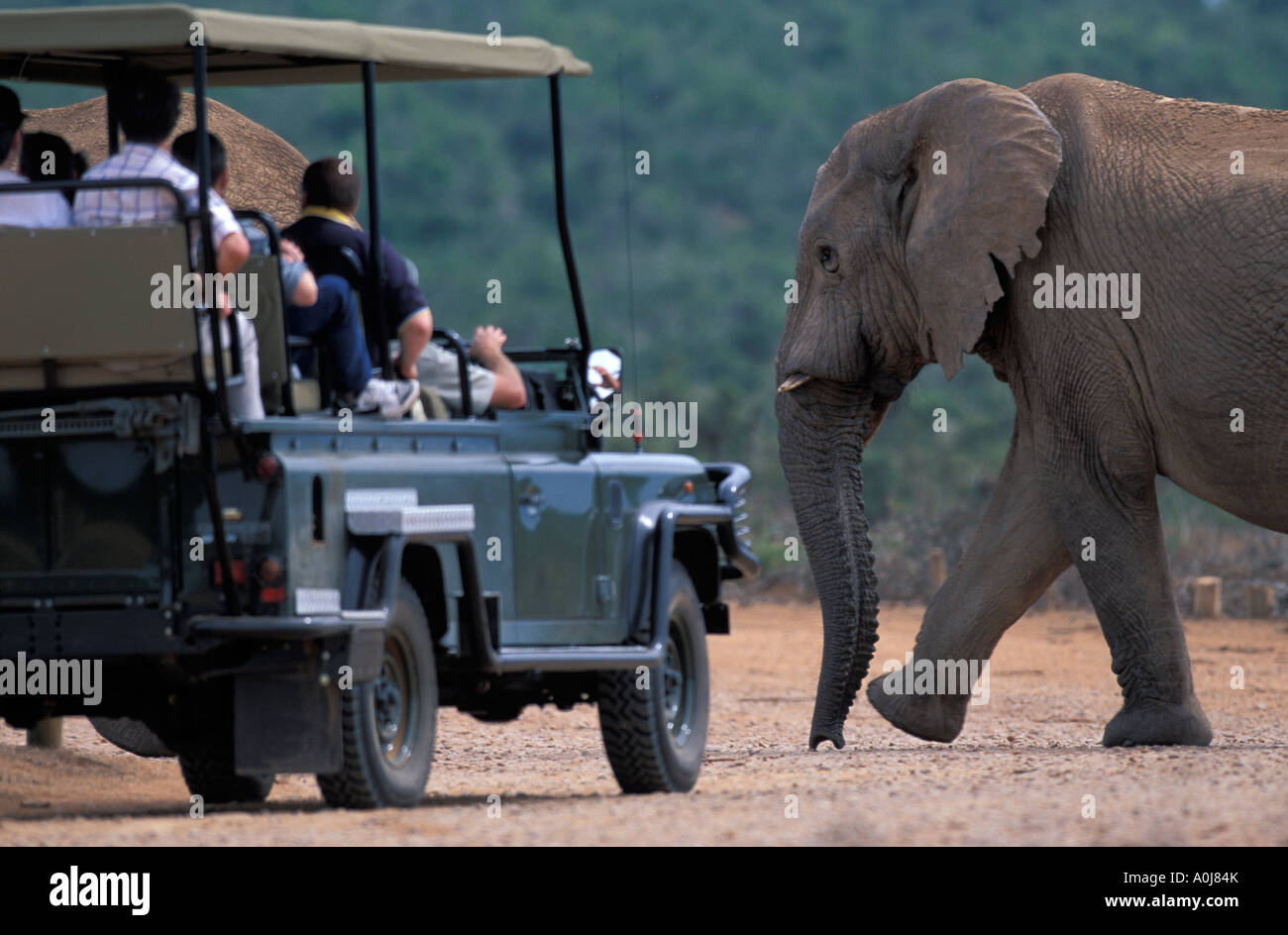 South Africa Addo Elephant NP Elephant Loxodonta africana walks past tourists in safari truck Stock Photo