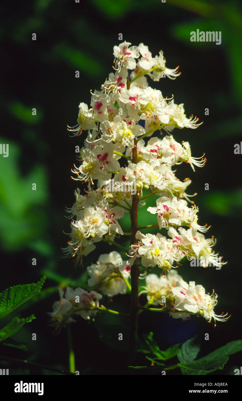 White flower plants in hi-res stock photography and images - Alamy