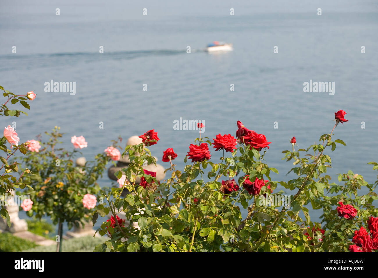 Isola Bella Lake Maggiore Piedmont Piemonte Italy, Roses in bloom Stock Photo