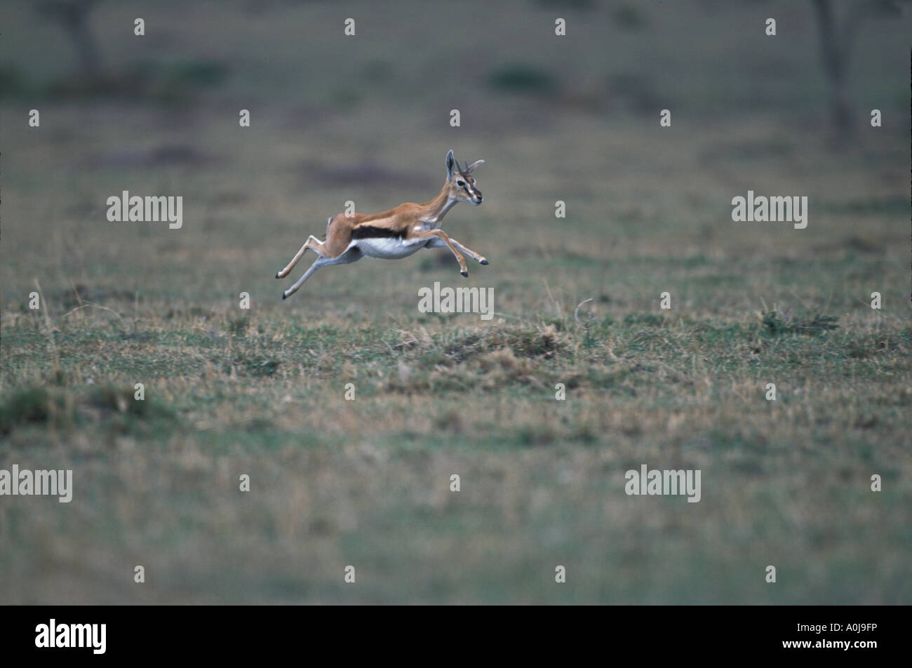 Thomsons gazelle on the african savanna hi-res stock photography and ...