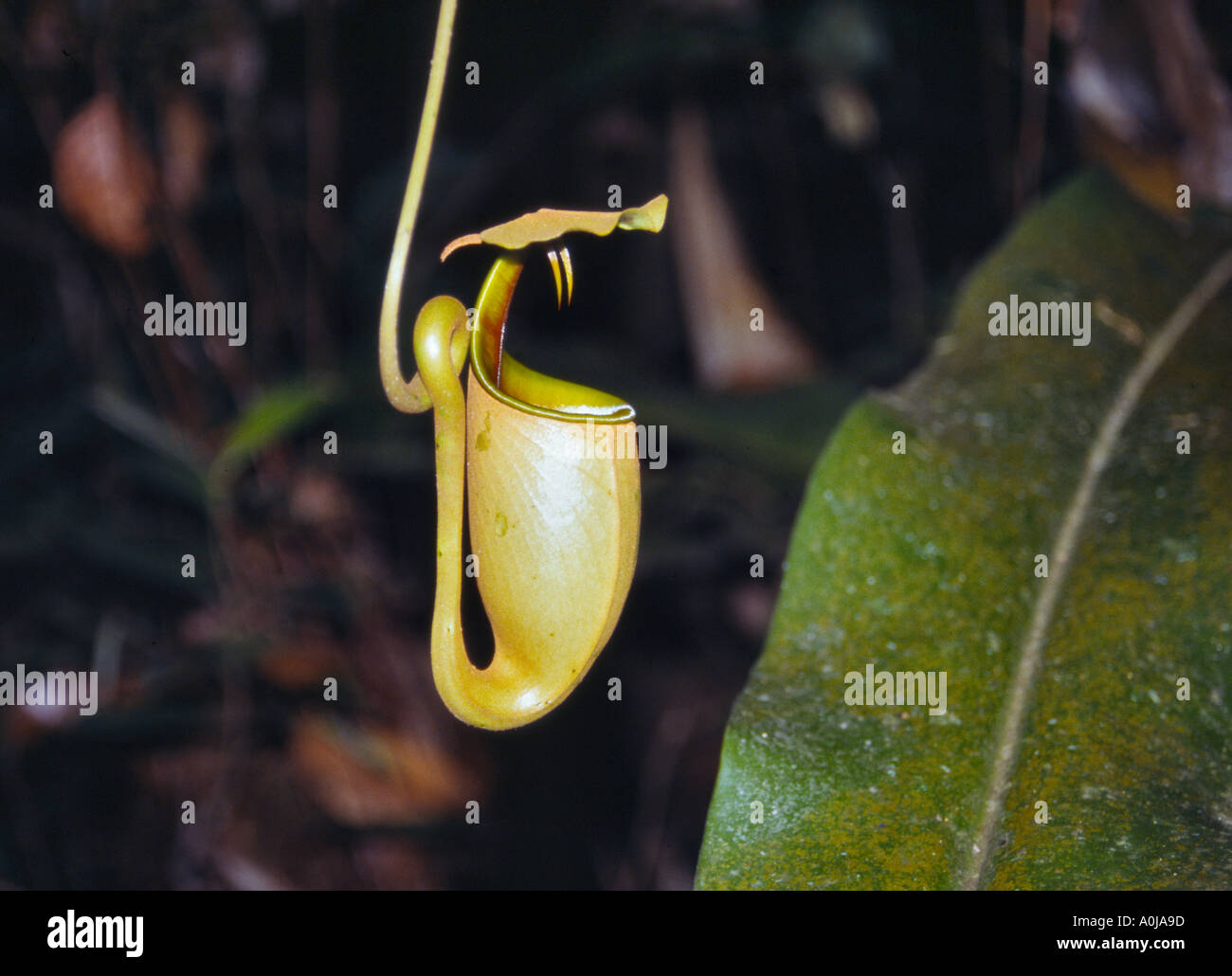 Carnivorous plant Malaysia Stock Photo - Alamy