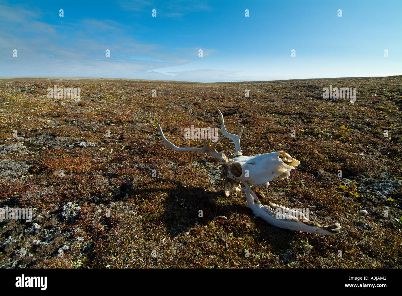 Cariboo Skull, Mansel Island, Hudson Bay, Nunavut Canada Stock Photo