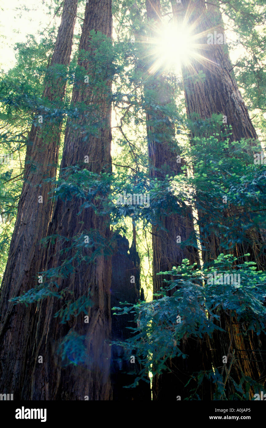 ancient old growth redwood trees with starburst in Redwood National Park in Northern California