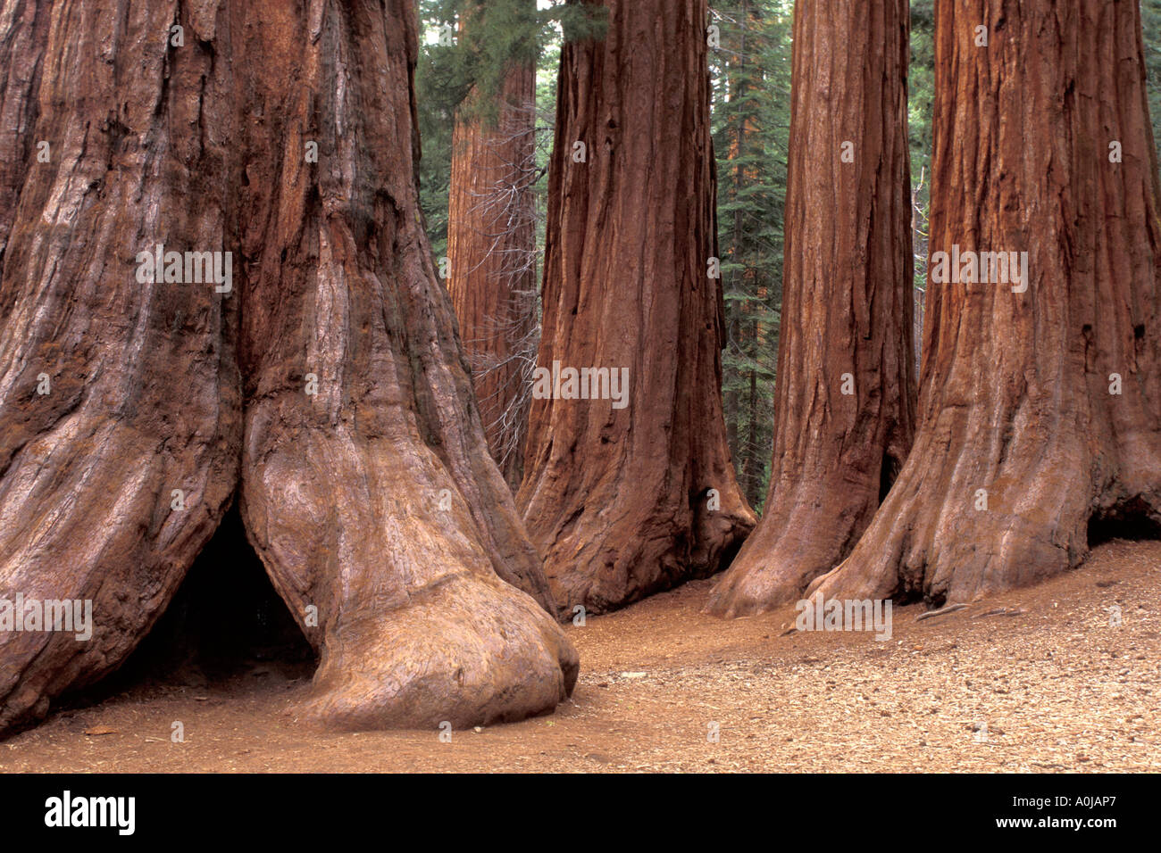 massive old growth sequoia redwood tree forest that survived in