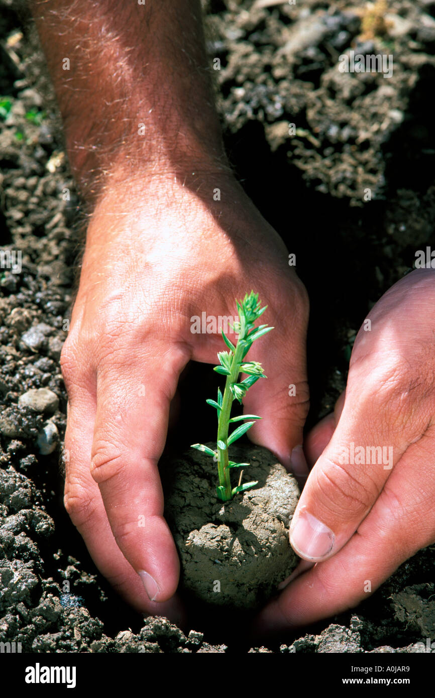 farmers hands planting a baby redwood tree in the ground in California Stock Photo