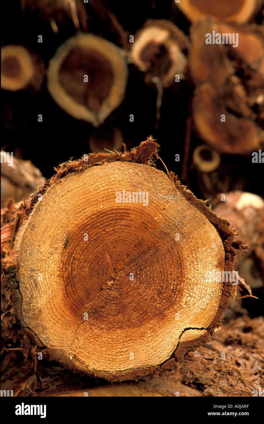 growth rings on redwood tree timber at a lumber mill where logs are cut into lumber after logging by lumberjacks Stock Photo
