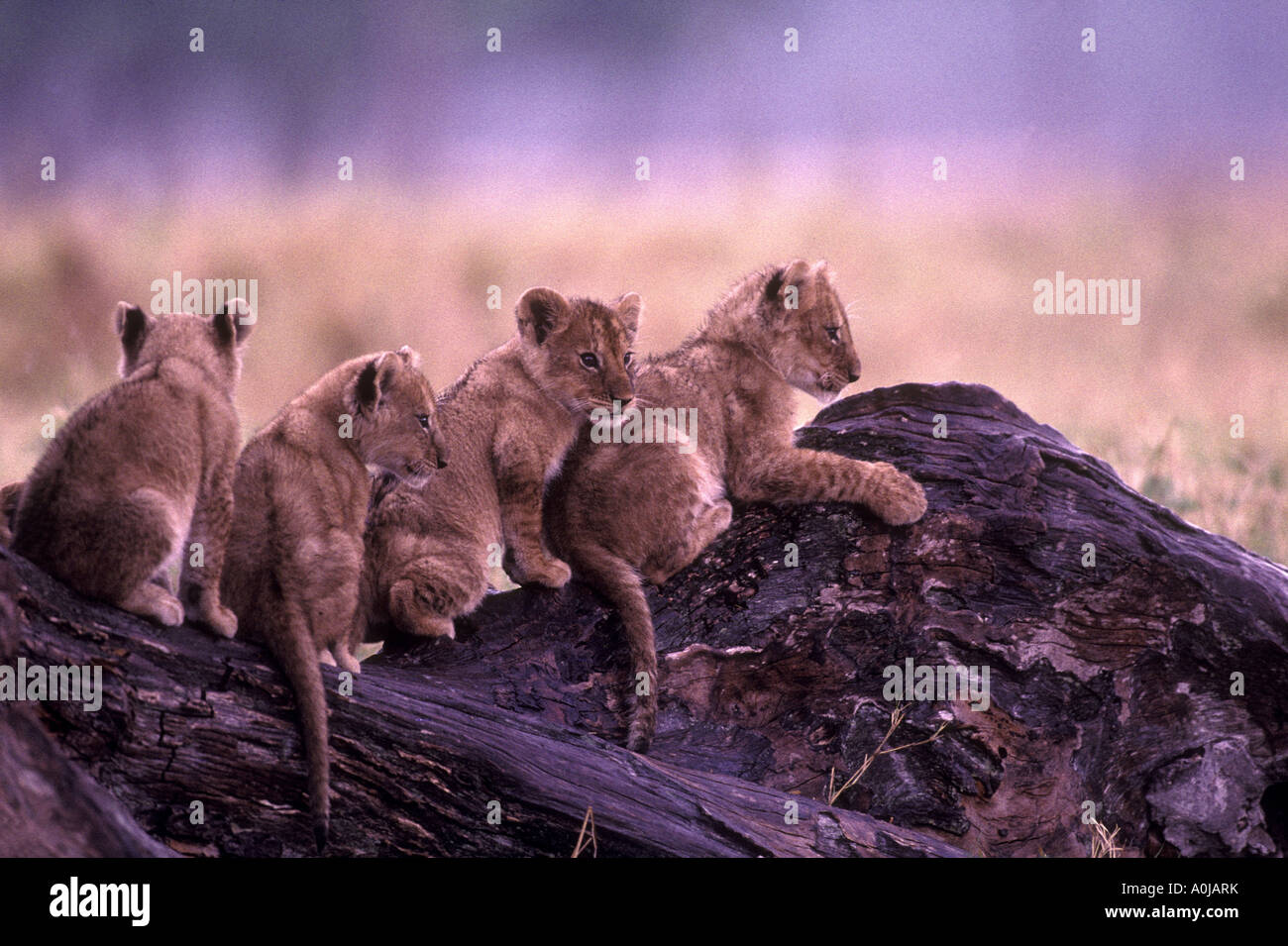 Africa Kenya Masai Mara Game Reserve Lion cubs Panthera leo play on ...