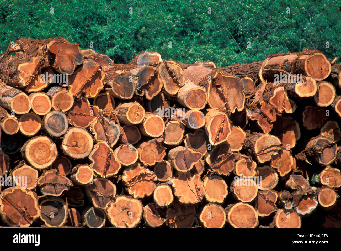 redwood tree lumber harvested from the forests in Northern California stacked at a lumber mill Stock Photo
