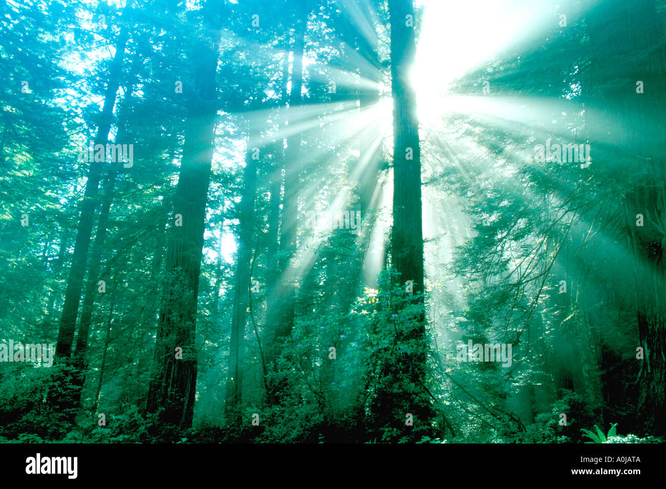 God rays of magical mystical light in a lush redwood tree forest with ...