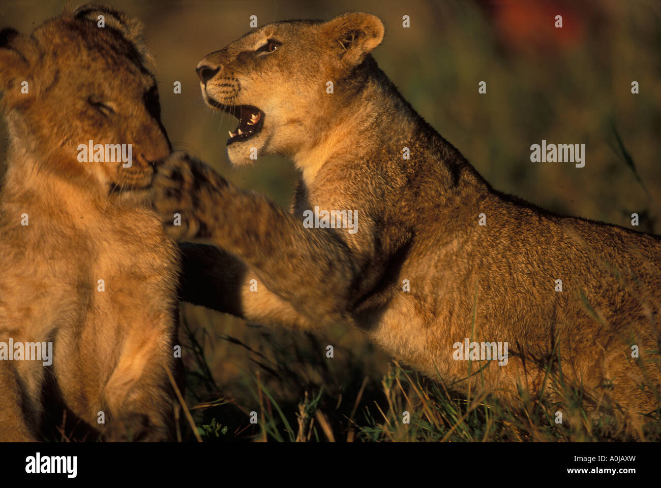 Africa Kenya Masai Mara Game Reserve Lion cubs Panthera leo play and ...