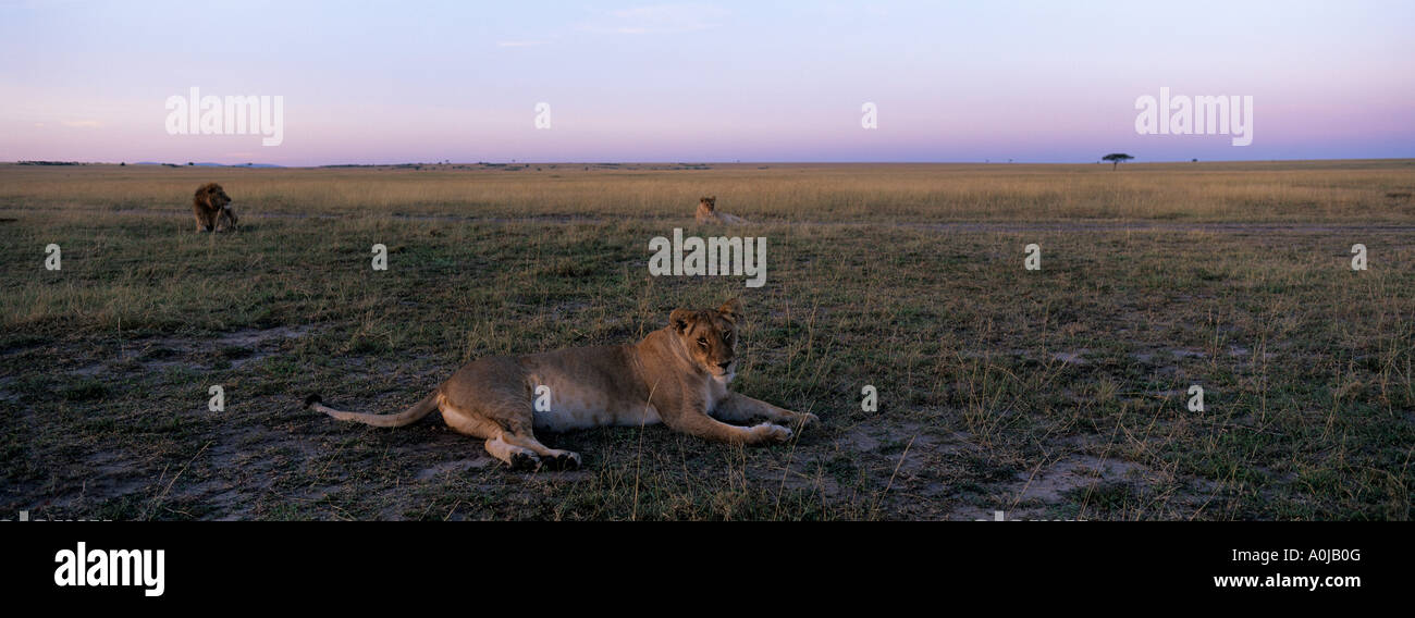 Kenya Masai Mara Game Reserve Lioness and pride Panthera leo rests on ...