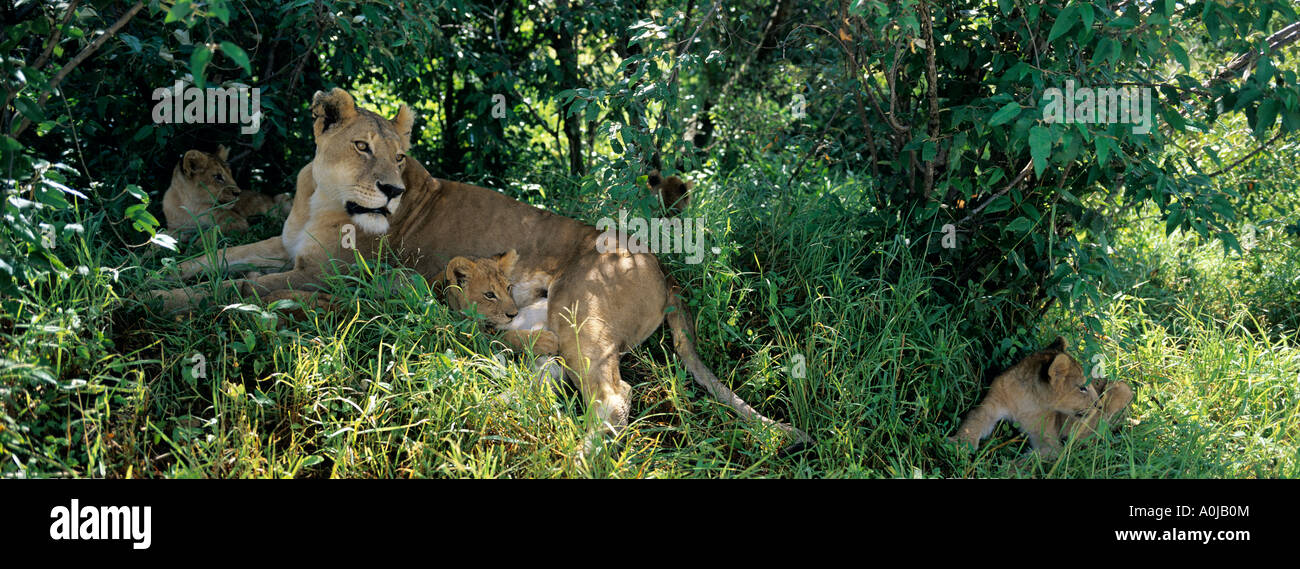 Kenya Masai Mara Game Reserve Lioness Panthera leo nurses cubs in shade ...