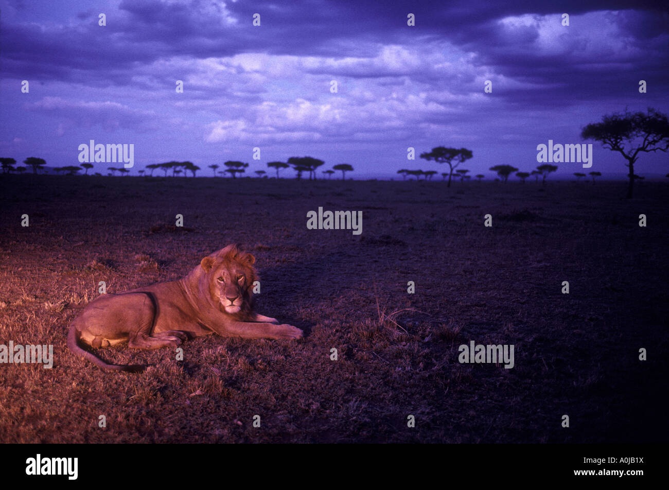 Africa Kenya Masai Mara Game Reserve Adult male lion Panthera leo rests ...