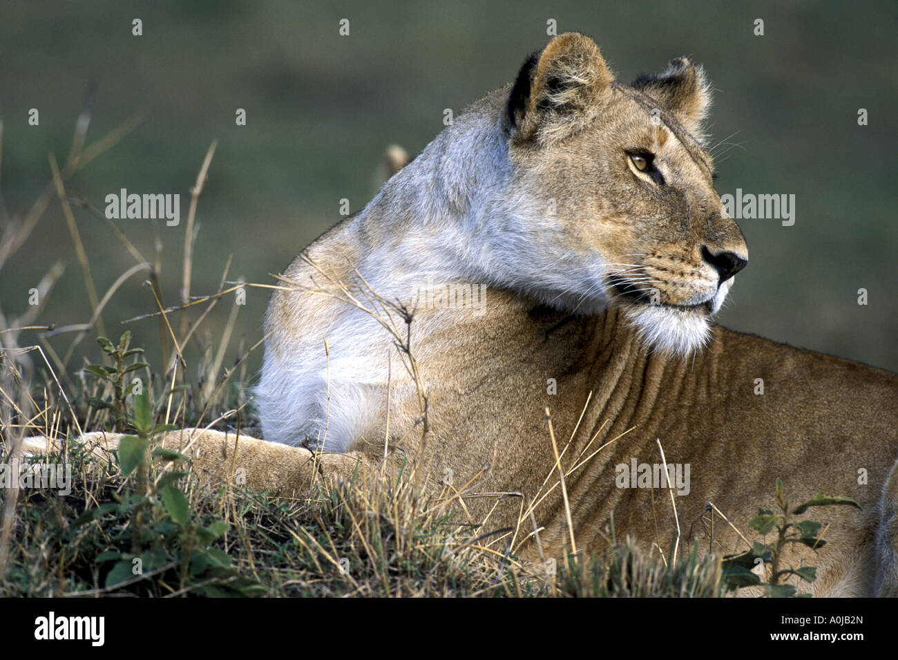 Africa Kenya Masai Mara Game Reserve Lioness Panthera leo rests on ...