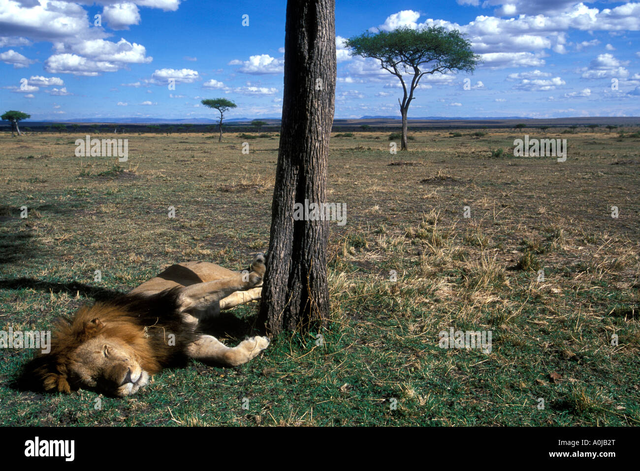 Africa Kenya Masai Mara Game Reserve Adult male Lion Panthera leo rests ...
