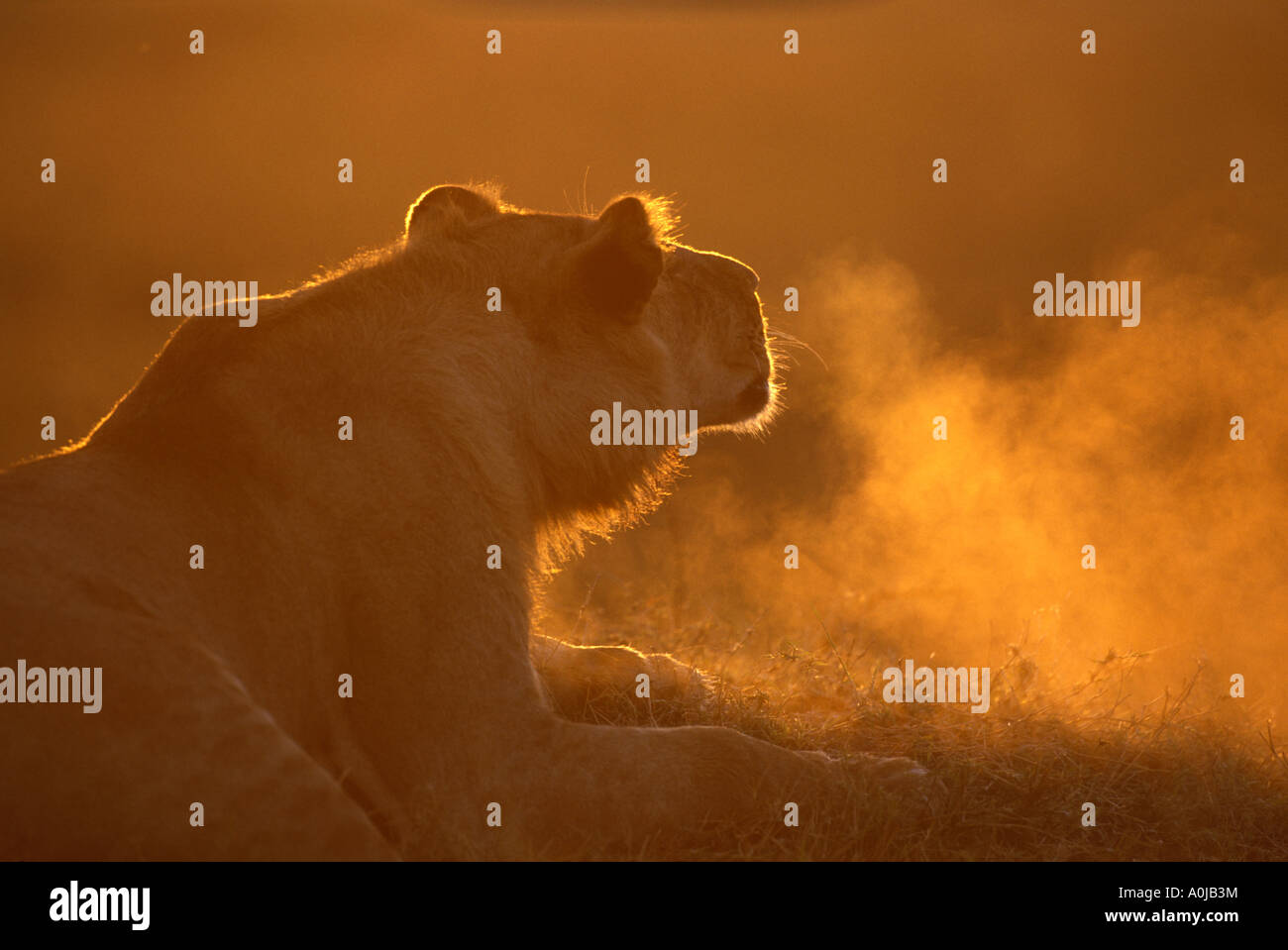 Africa Kenya Masai Mara Game Reserve Breathing of Young male Lion ...