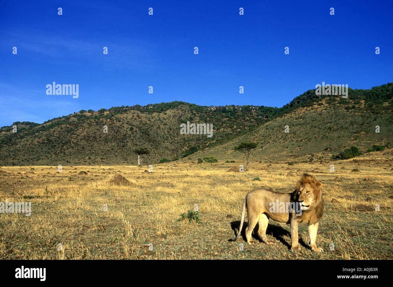 Africa Kenya Masai Mara Game Reserve Adult Male Lion Panthera leo ...