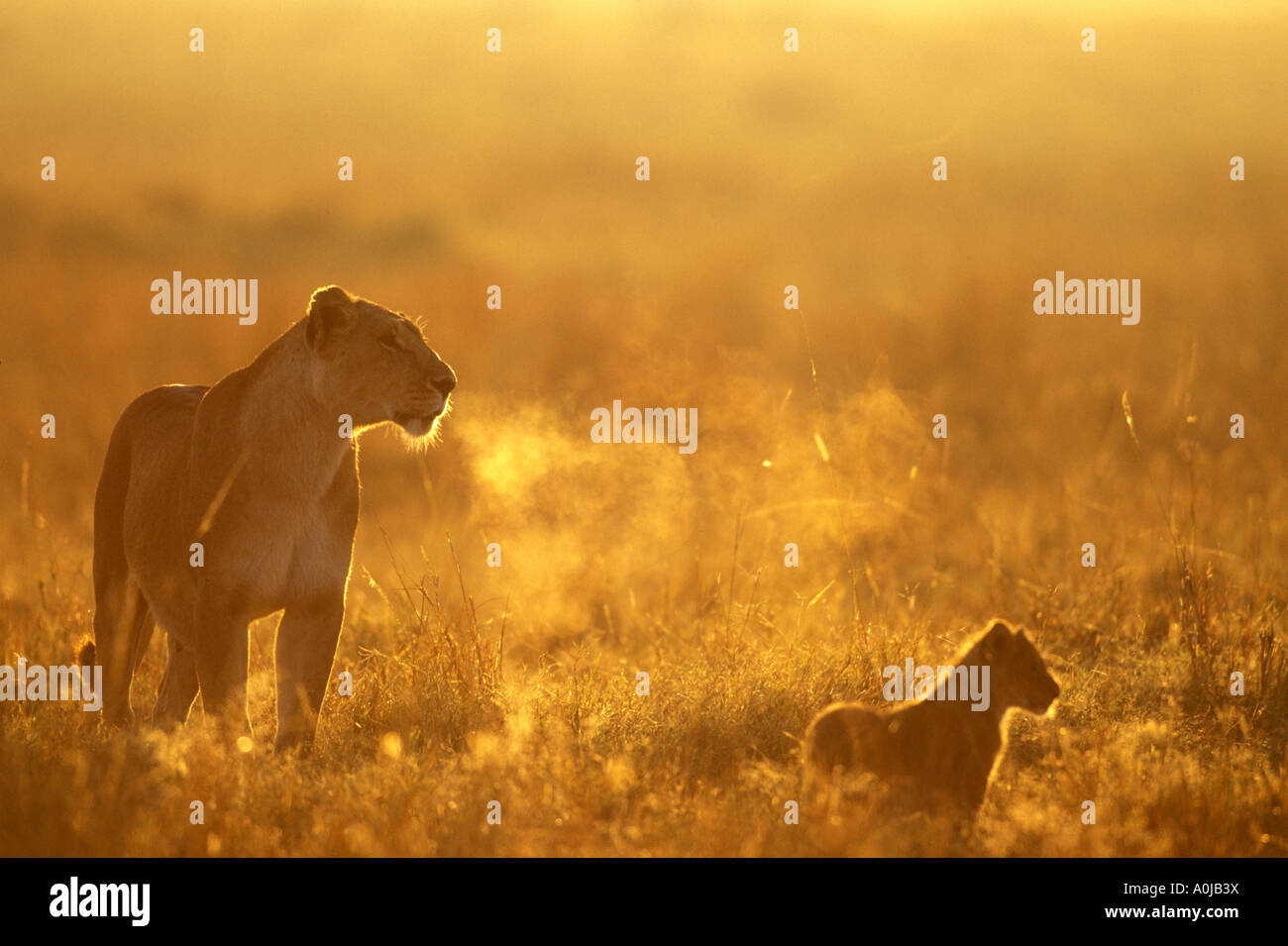 Africa Kenya Masai Mara Game Reserve Breath of Lioness Panthera leo is ...