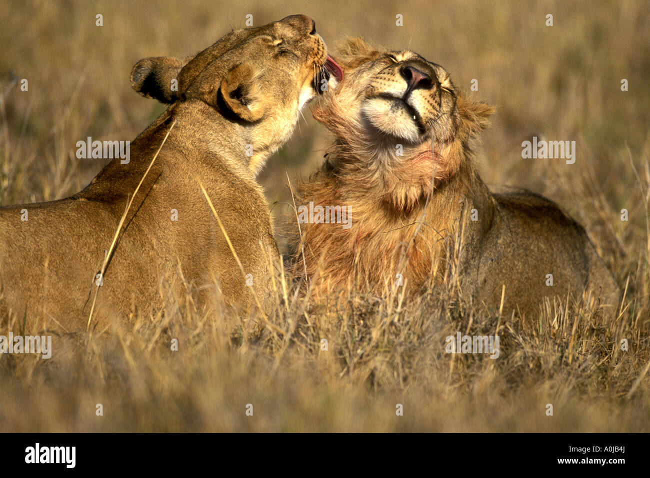 Africa Kenya Masai Mara Game Reserve Lions Panthera leo grooming each ...