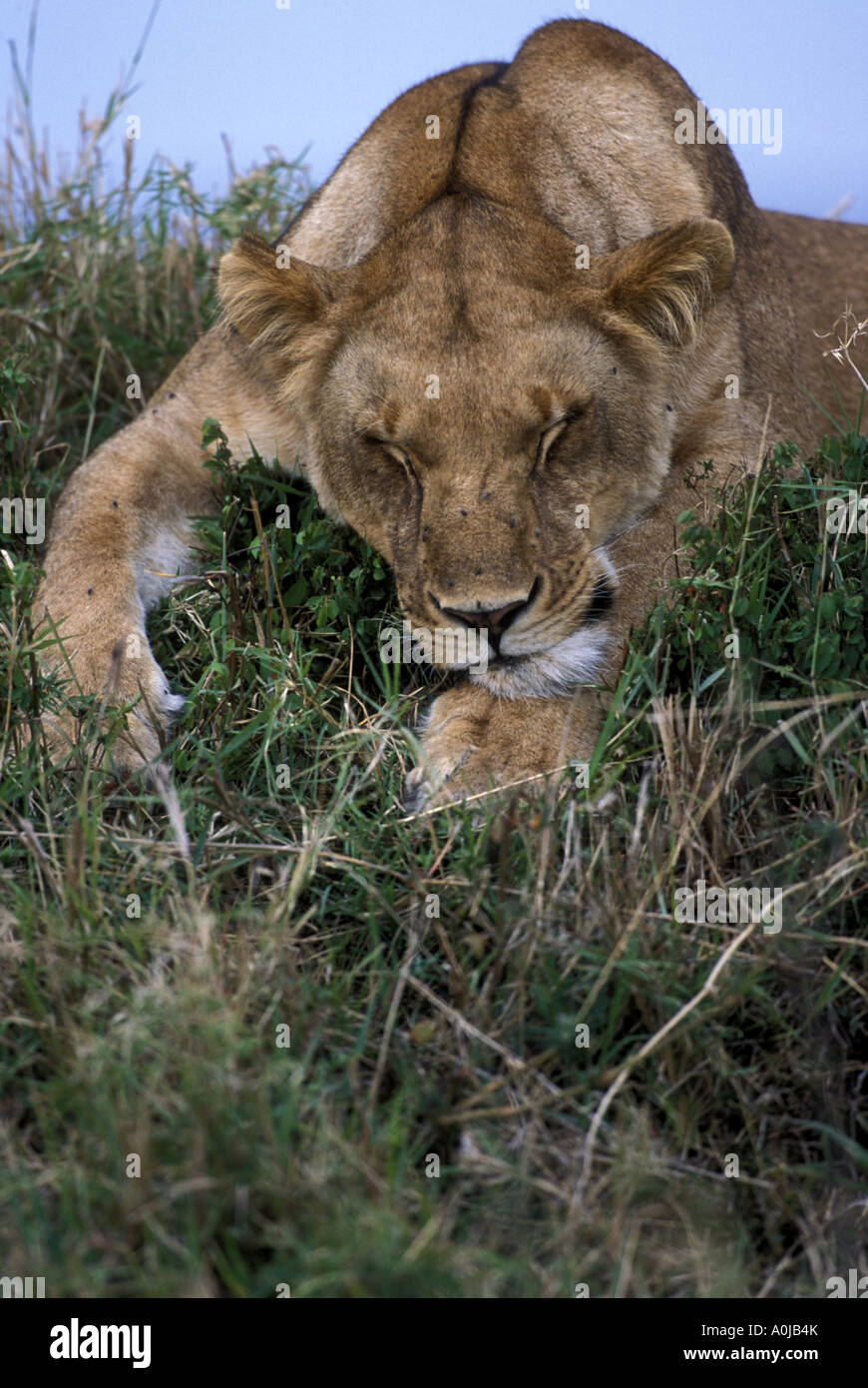 Africa Kenya Masai Mara Game Reserve Lioness Panthera leo sleeps on ...