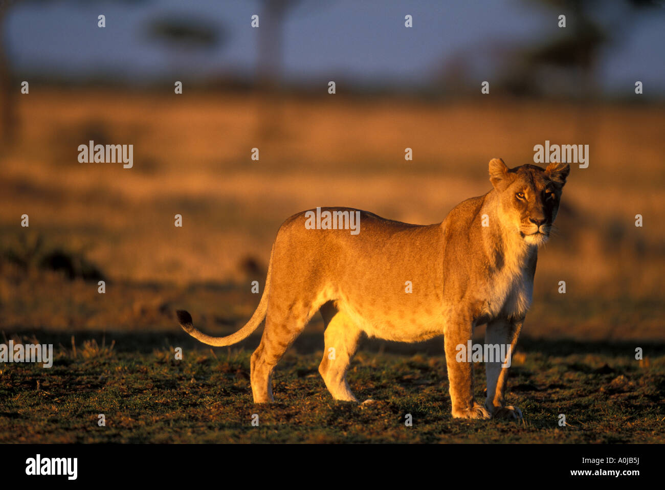 Africa Kenya Masai Mara Game Reserve Lioness Panthera leo surveys ...