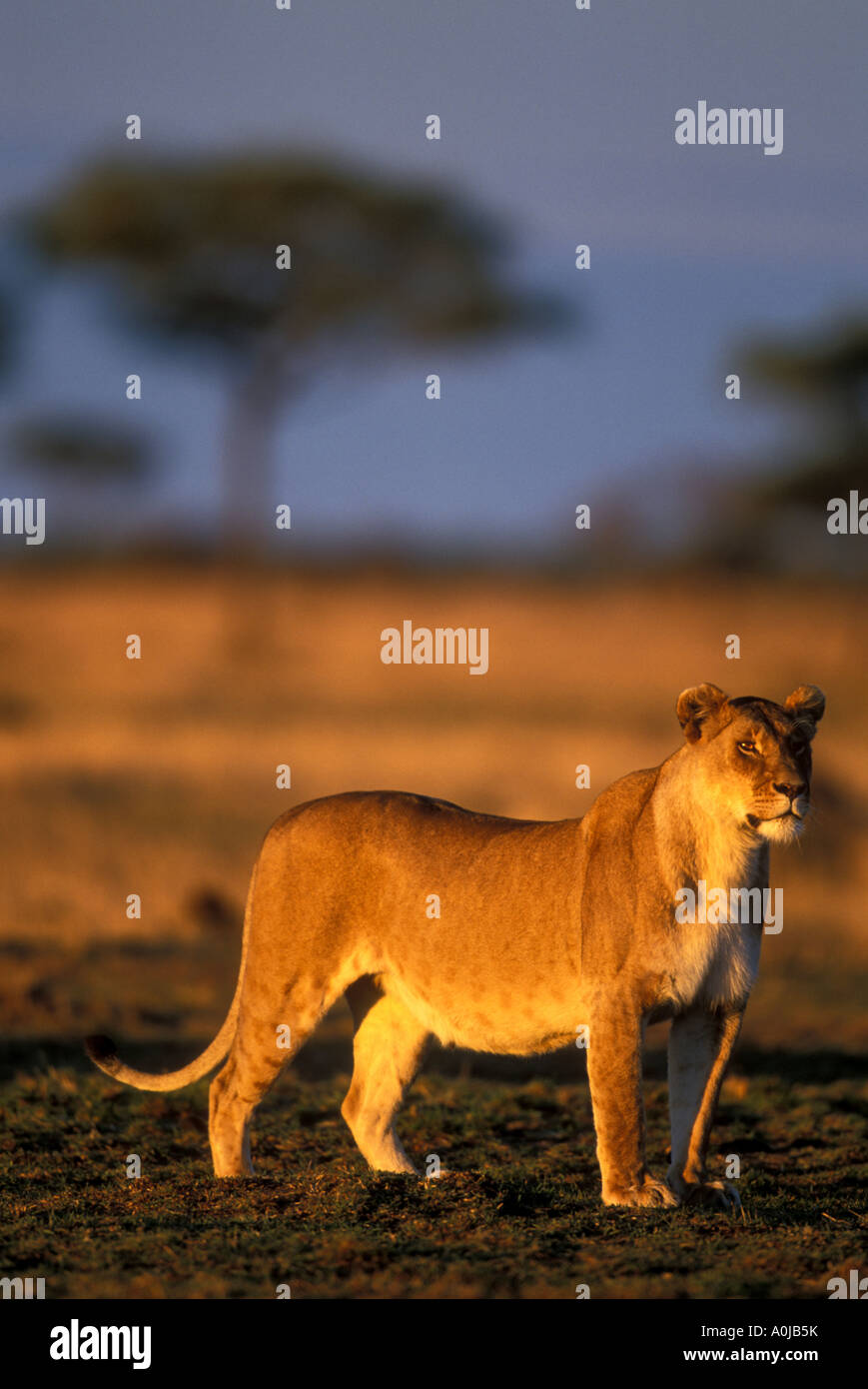 Africa Kenya Masai Mara Game Reserve Lioness Panthera leo surveys ...