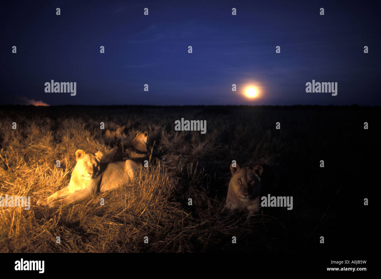 Africa Kenya Masai Mara Game Reserve Lion pride Panthera leo resting in ...