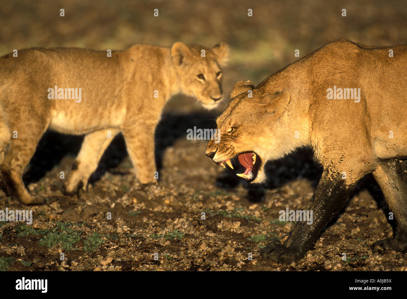 Africa Kenya Masai Mara Game Reserve Lioness Panthera leo growls while ...